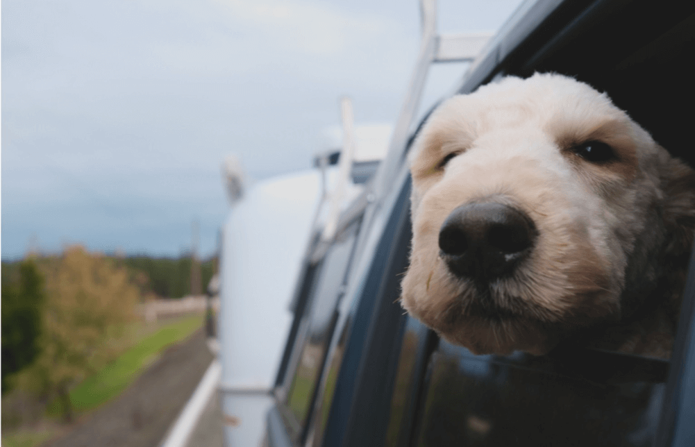 Camping with Your Adventure Dog